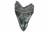 Serrated, Fossil Megalodon Tooth - South Carolina #284247-1